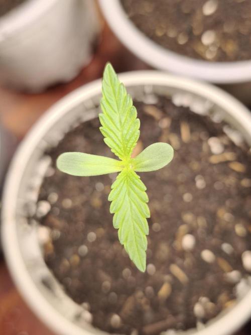 Jack Herer F2-Generation. Week 1
