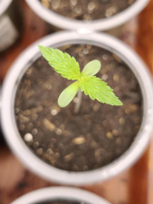 Jack Herer. Week 1