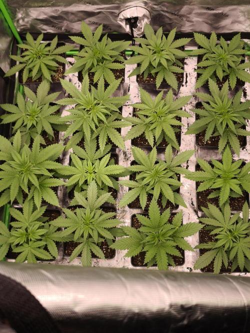 G13 Haze. Week 3