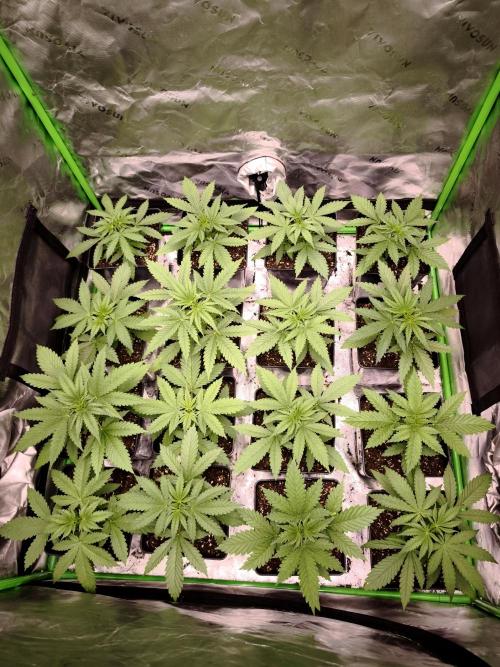 Grow Tent S888 96x96x80. Week 3