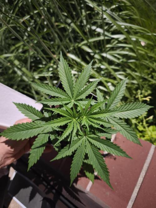 G13 Haze. Week 3