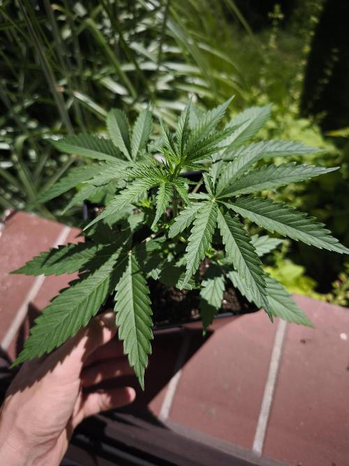 G13 Haze. Week 3