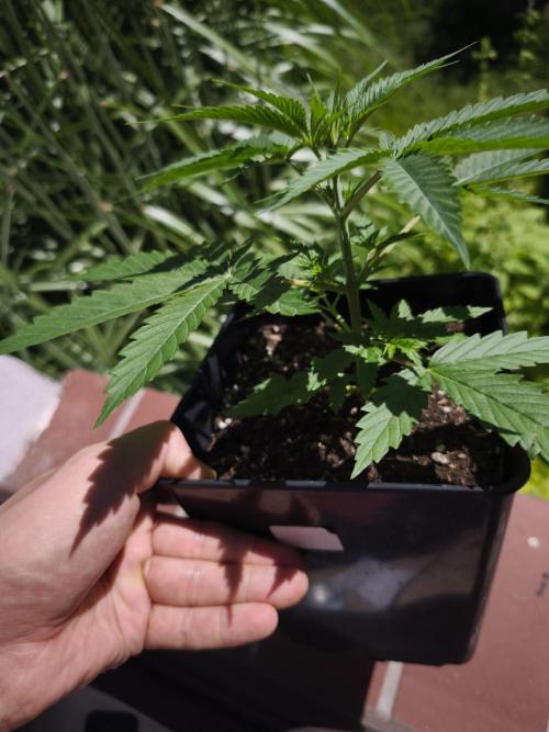 Grow Tent S888 96x96x80. Week 3