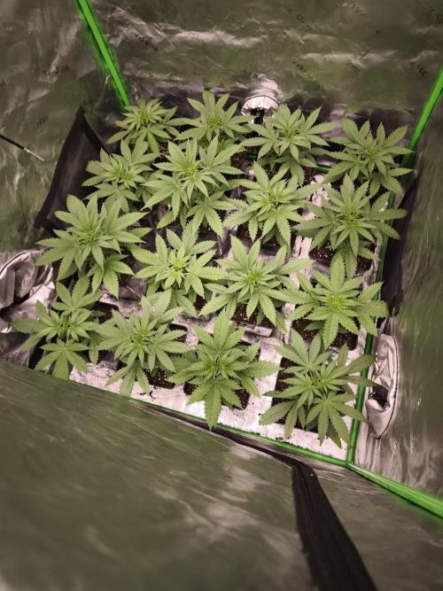 G13 Haze. Week 3