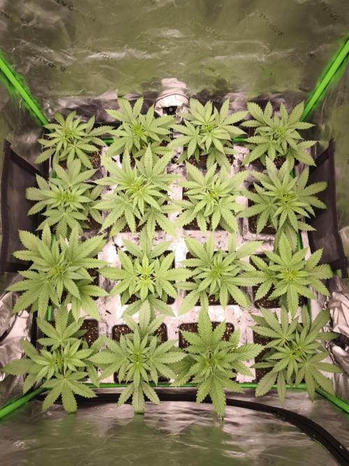 Grow Tent S888 96x96x80. Week 3