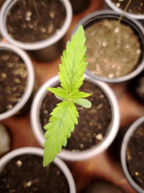Jack Herer F2-Generation. Week 1