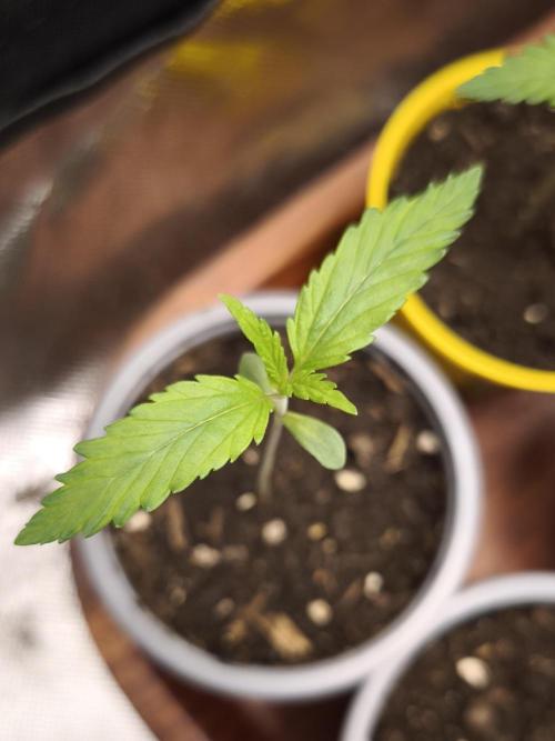 Jack Herer F2-Generation. Week 1