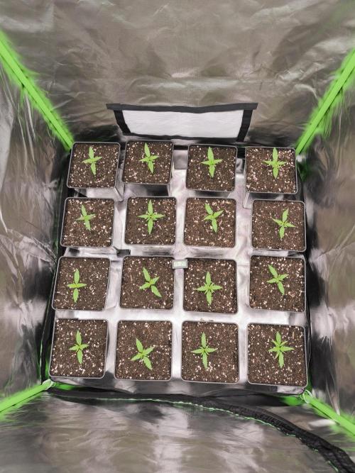 Jack Herer F2-Generation. Week 2