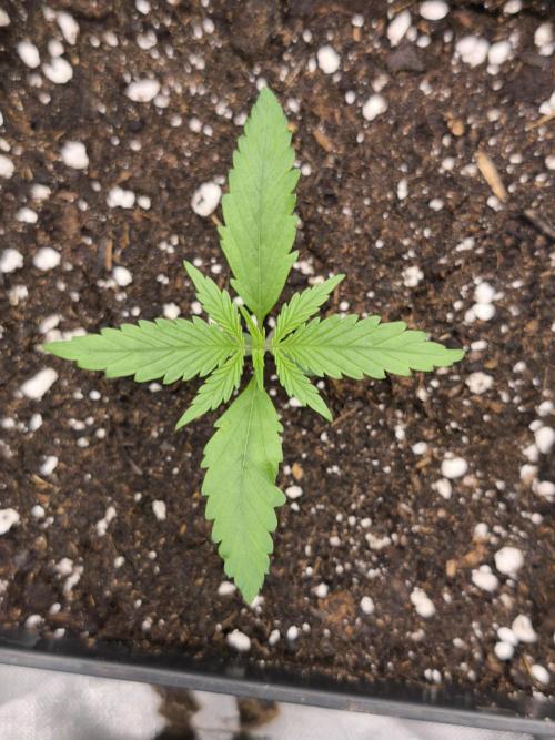 Jack Herer F2-Generation. Week 2