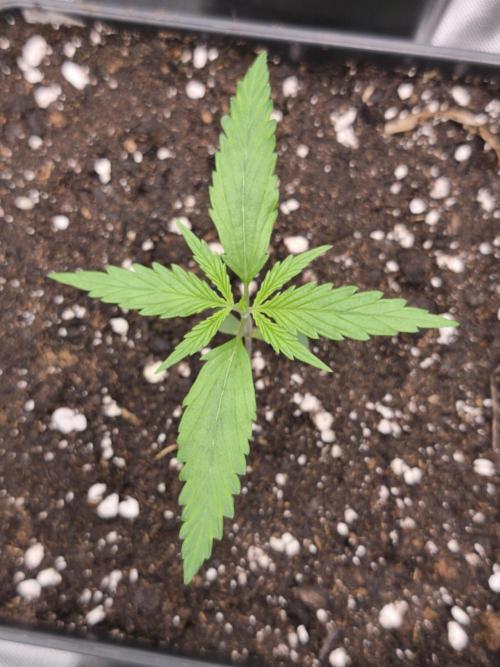 Jack Herer F2-Generation. Week 2