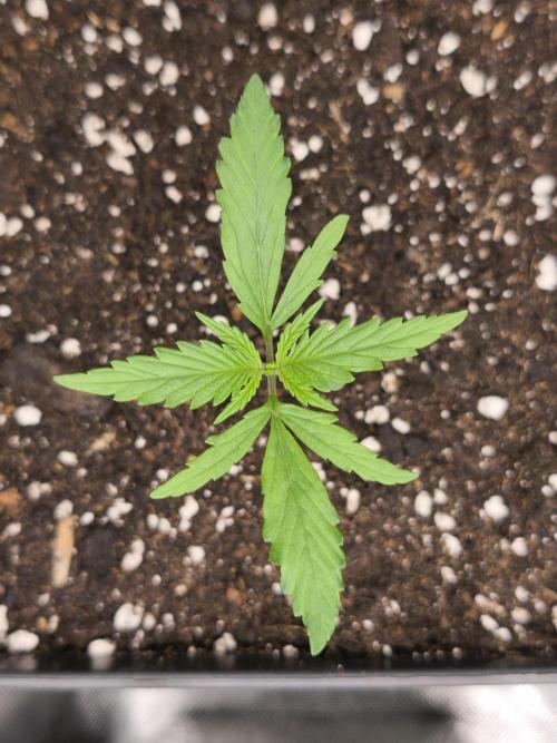 Jack Herer F2-Generation. Week 2
