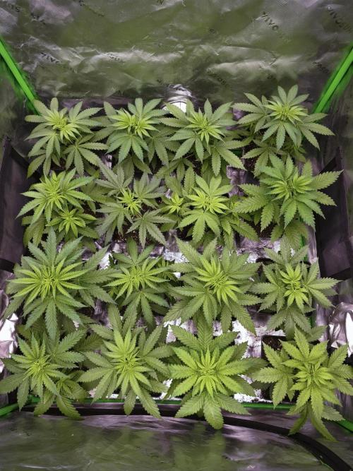 G13 Haze. Week 4