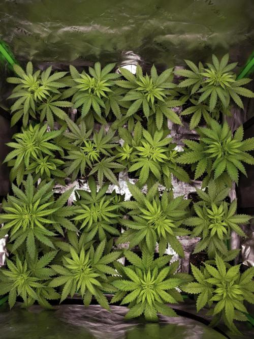 G13 Haze. Week 4