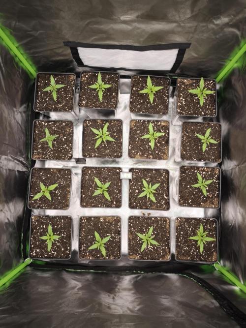 Jack Herer F2-Generation. Week 2