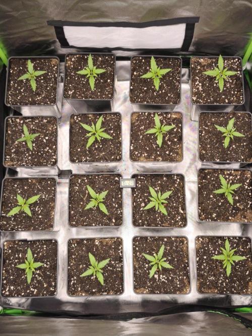 Jack Herer F2-Generation. Week 2