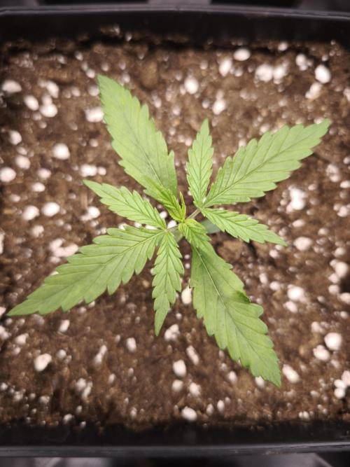 Jack Herer F2-Generation. Week 2