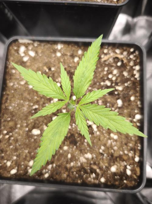 Jack Herer F2-Generation. Week 2