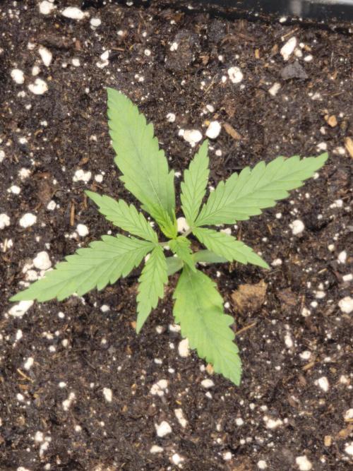 Jack Herer Regular. Week 2