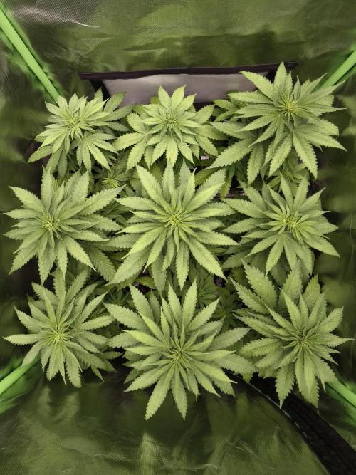 G13 Haze. Week 5