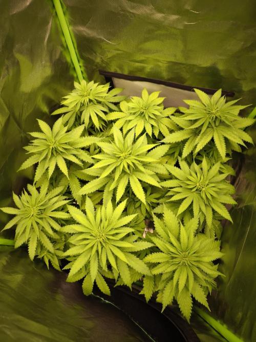 G13 Haze. Week 5