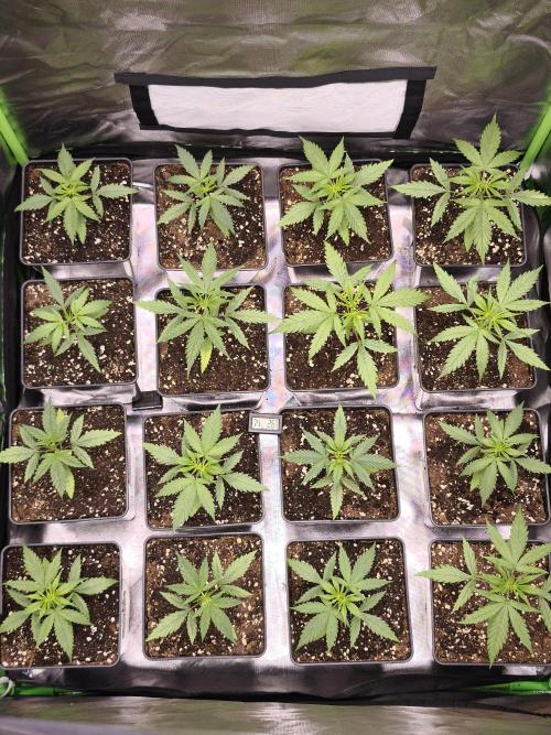 Jack Herer F2-Generation. Week 3
