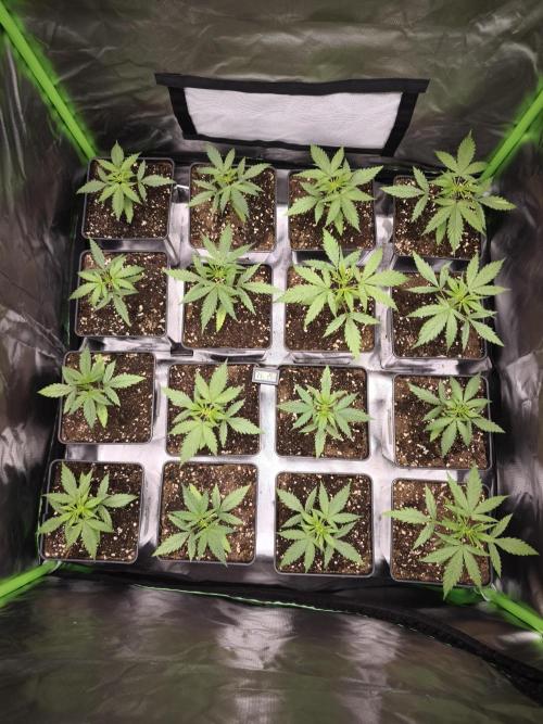 Jack Herer F2-Generation. Week 3