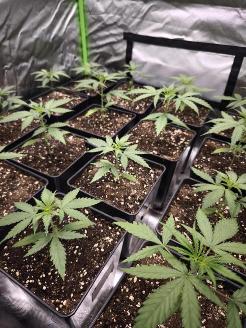 Jack Herer F2-Generation. Week 3