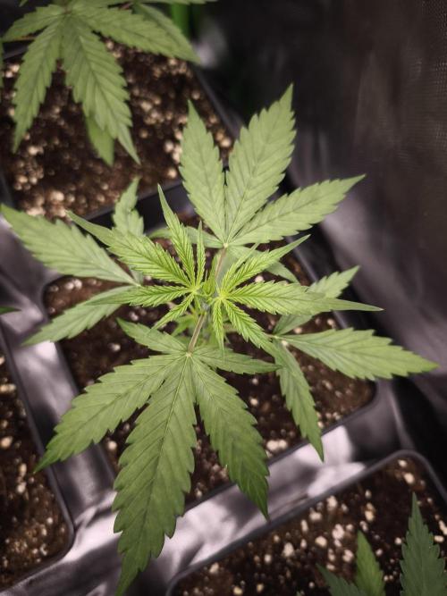 Jack Herer F2-Generation. Week 3