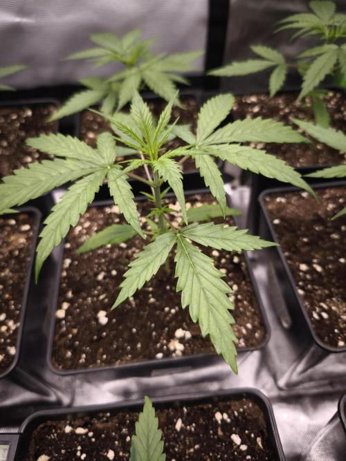 Jack Herer F2-Generation. Week 3