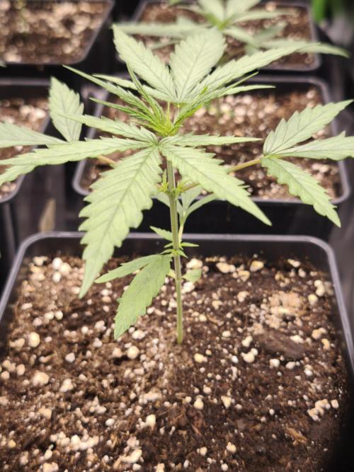 Jack Herer F2-Generation. Week 3