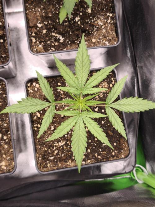 Jack Herer F2-Generation. Week 3