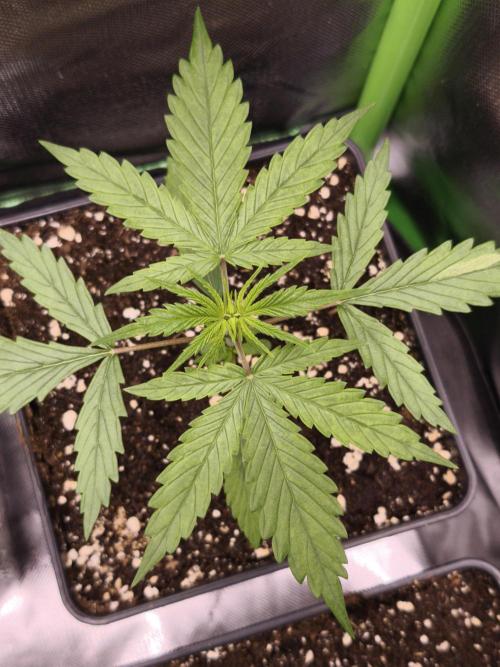 Jack Herer F2-Generation. Week 3