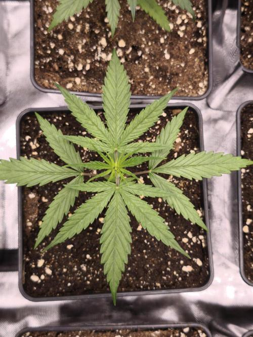 Jack Herer F2-Generation. Week 3