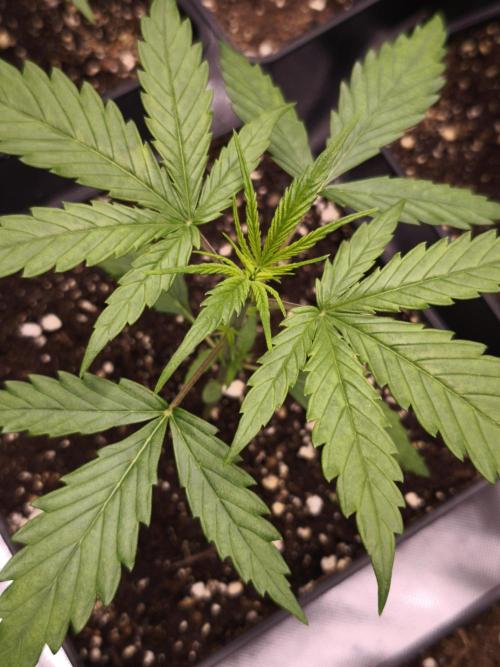 Jack Herer F2-Generation. Week 3