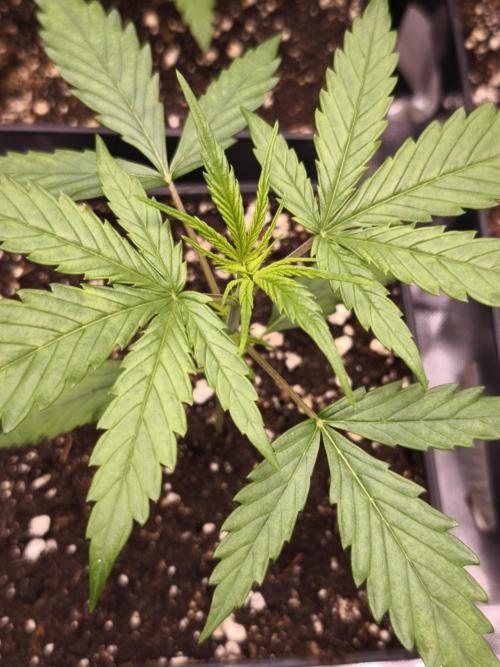 Jack Herer Reg. Week 3