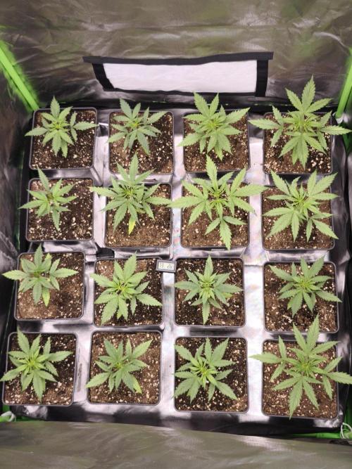 Jack Herer Reg. Week 3
