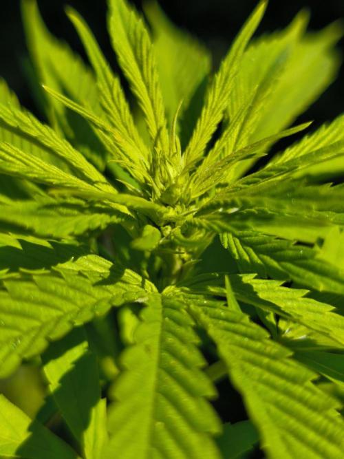 Outdoor 2026 - Atlantic Europe. Week 9 - Bubble Gum 