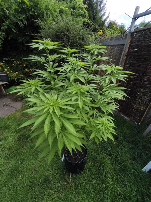 Outdoor 2026 - Atlantic Europe. Week 9 - Bubble Gum