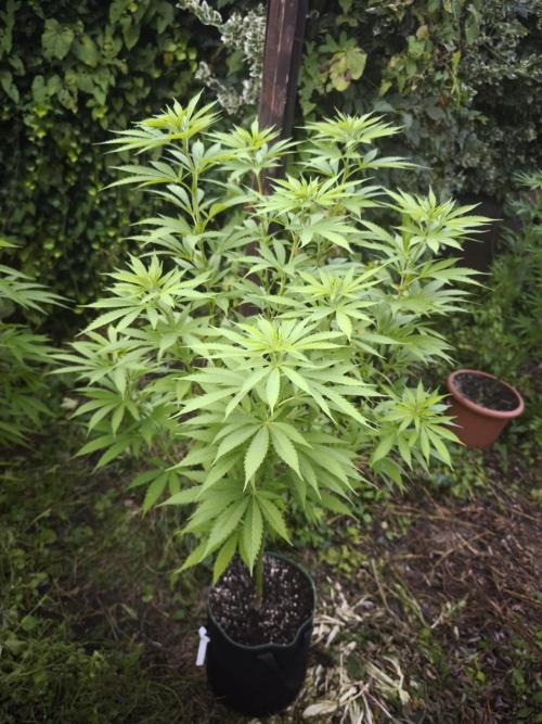 Outdoor 2026 - Atlantic Europe. Week 9 - Bubble Gum