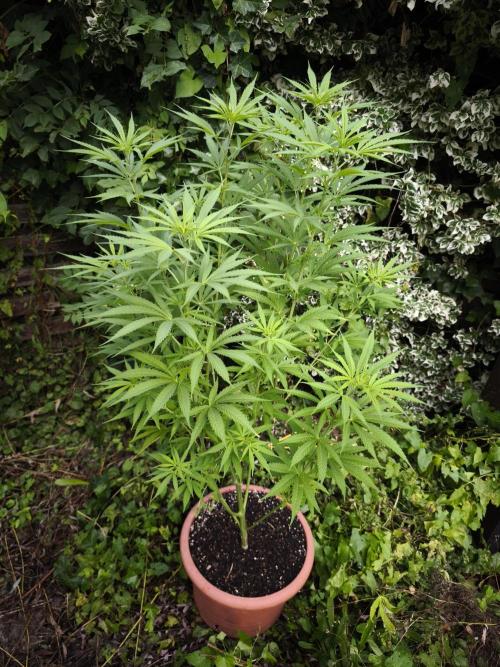 Outdoor 2026 - Atlantic Europe. Week 9 - Early Queen