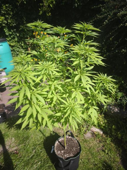 Outdoor 2026 - Atlantic Europe. Week 9 - Bubble Gum