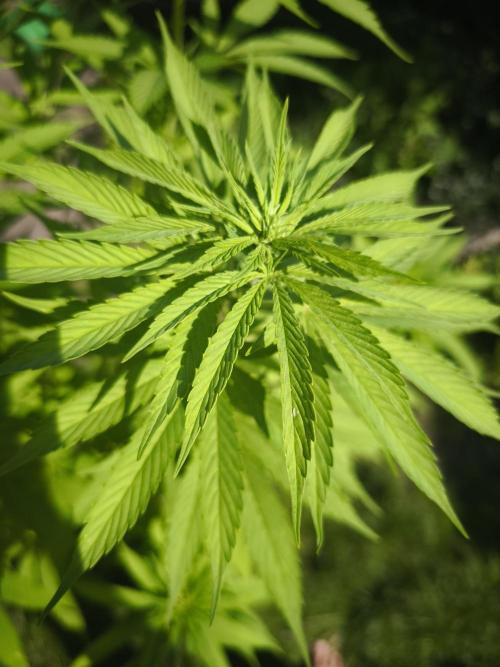 Outdoor 2026 - Atlantic Europe. Week 9 - Bubble Gum