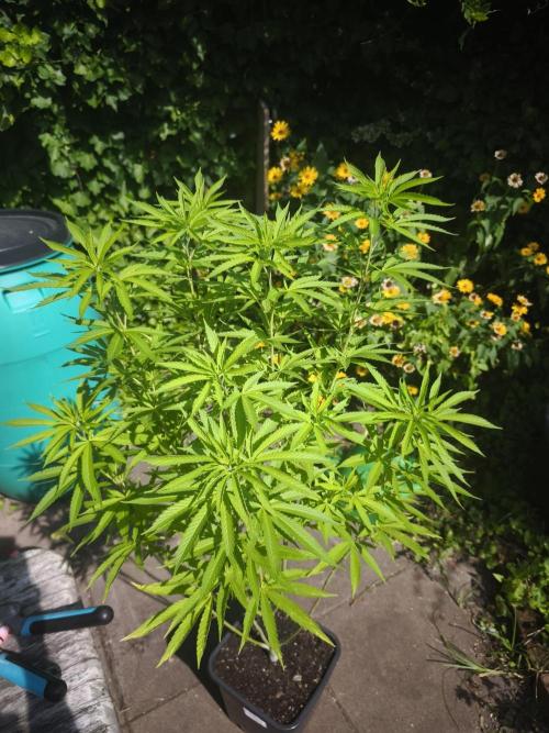 Outdoor 2026 - Atlantic Europe. Week 9 - Tangie