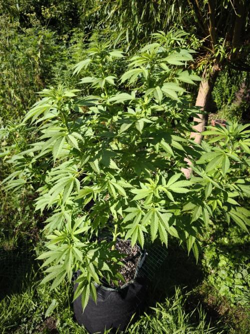Outdoor 2026 - Atlantic Europe. Week 11 - Bubble Gum #1