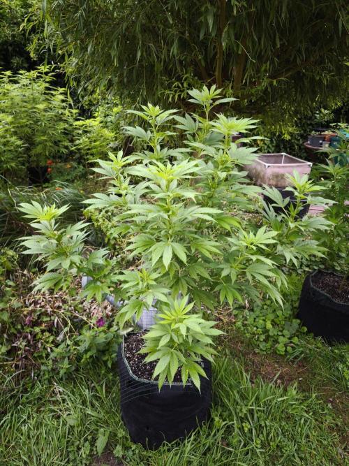Outdoor 2026 - Atlantic Europe. Week 11 - Bubble Gum #1