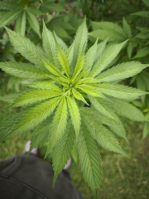 Outdoor 2026 - Atlantic Europe. Week 11 - Bubble Gum #1