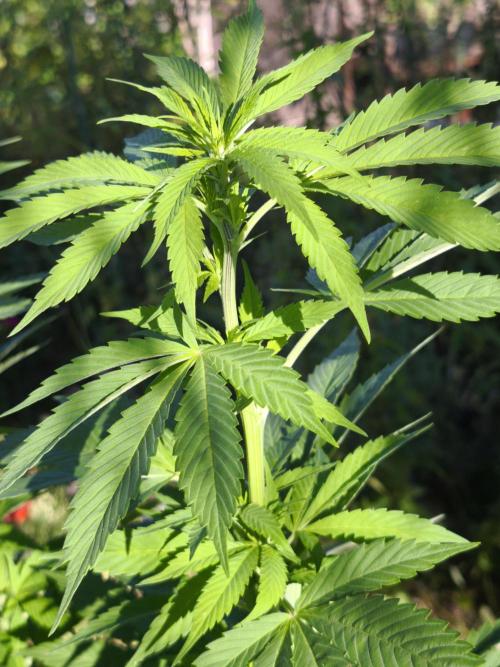 Outdoor 2026 - Atlantic Europe. Week 11 - Bubble Gum #1