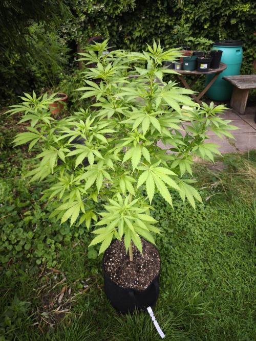 Outdoor 2026 - Atlantic Europe. Week 11 - Bubble Gum #2