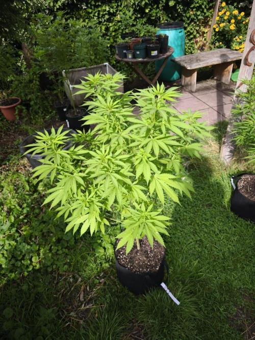 Outdoor 2026 - Atlantic Europe. Week 11 - Bubble Gum #2