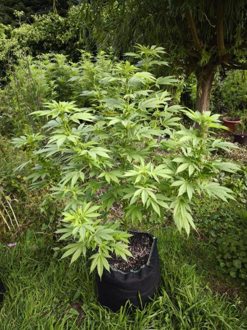 Outdoor 2026 - Atlantic Europe. Week 11 - Bubble Gum #1